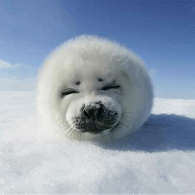 Harpsealpup3