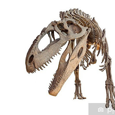 Dr Paleo