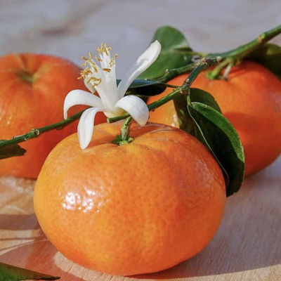 TangerineS