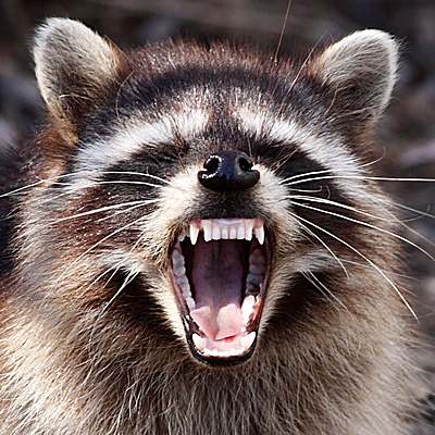 Thelordofraccoons