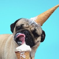 Pugella