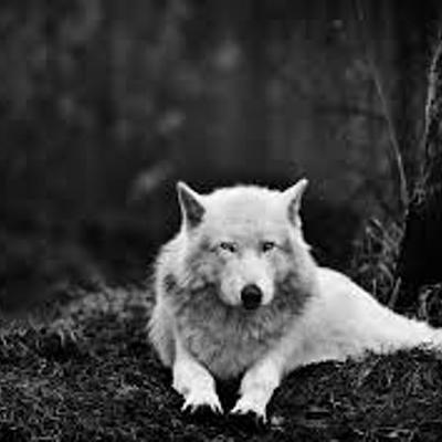 EasternWolfboy