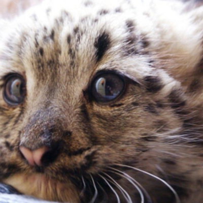 leopardlover