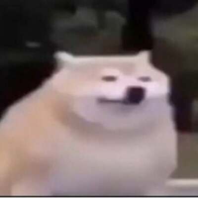 ShibeGuy