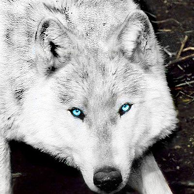 Blue_HowlingWolfStudiosPC