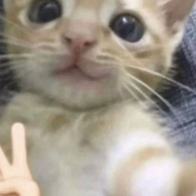 Mr mewogie