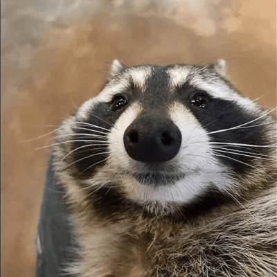 mrpoopjpg