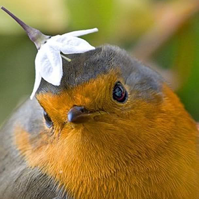 Birds Are Nice