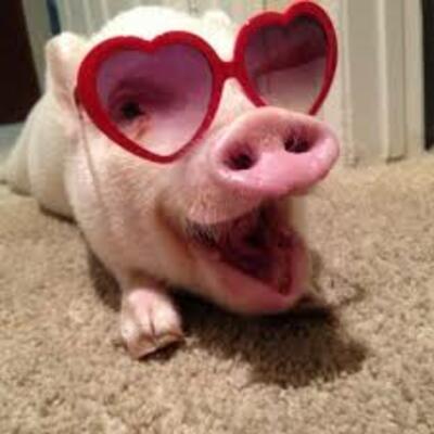 pigsarebaconyum