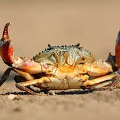 TheCrabShelf