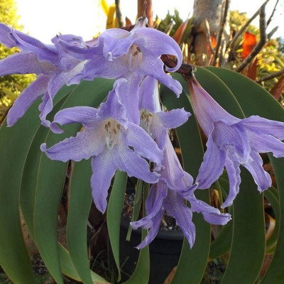 Nina Amarilis