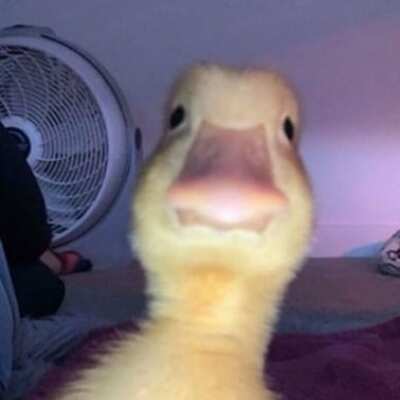 NikNetti