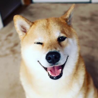 Galaxia91_Shiba