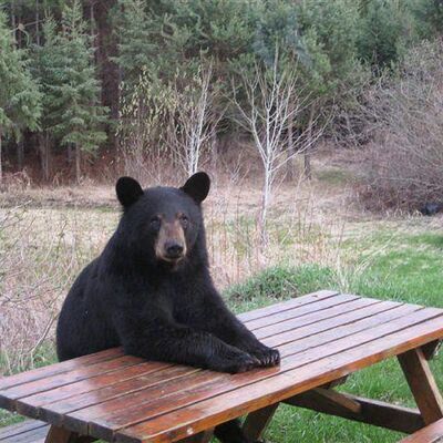 jimbobear