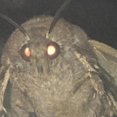 EPICPOGVOICES