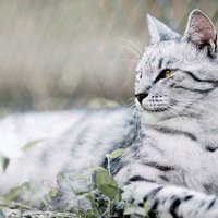 xXIvystormXx