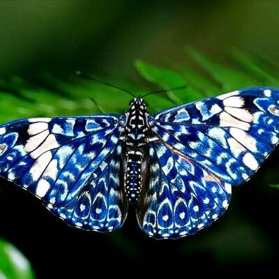 Sapphir Blue