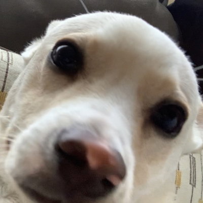 CrazyGamingX