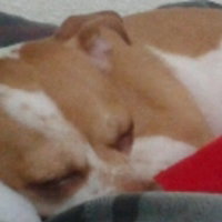 TheLazyPotatoDog