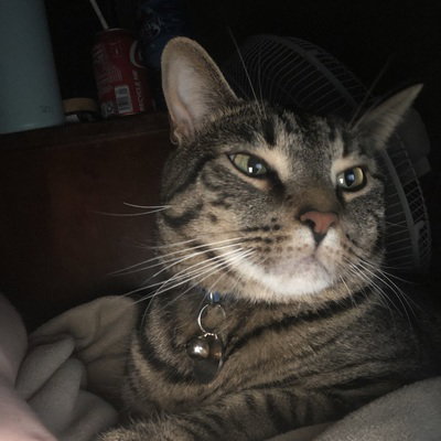 LazyCookoe