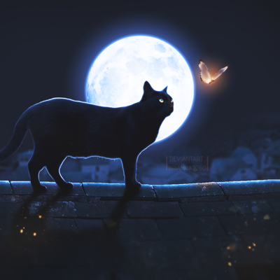BlackCat44