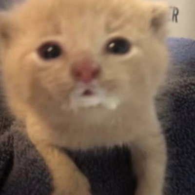 Beesgoop
