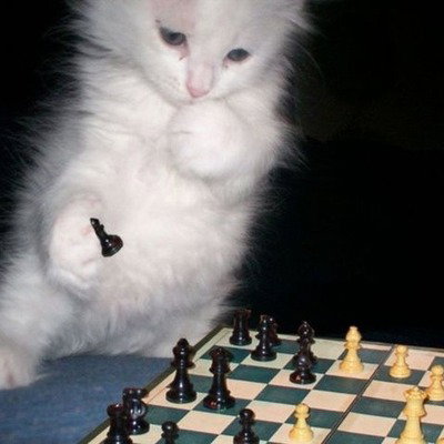 littlecat_davis