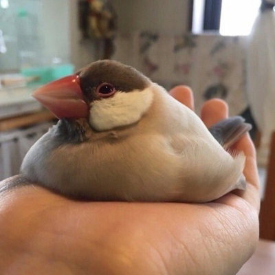 birdeh