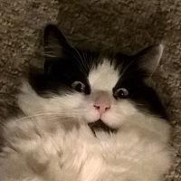 Cate9000