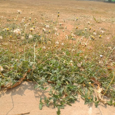 Nandini