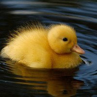 ozzietheduck