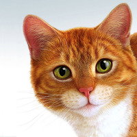 Warrior Cats444