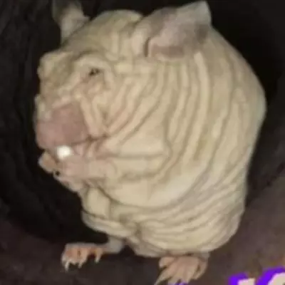 Skrunky