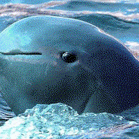 thelargemammal