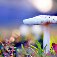 MushroomSilver