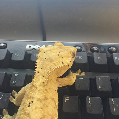 Pan Pan