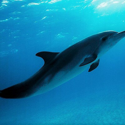 OceanaMM