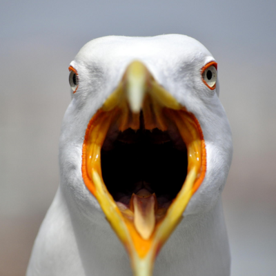 Seagullable