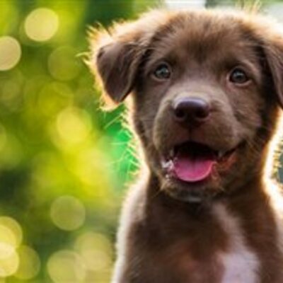 esaletterdog