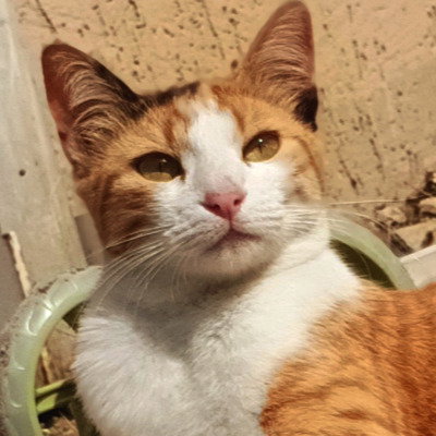 ceren
