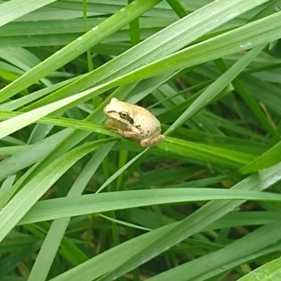 massive amphibian prod