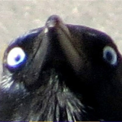AV