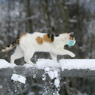 Catlico