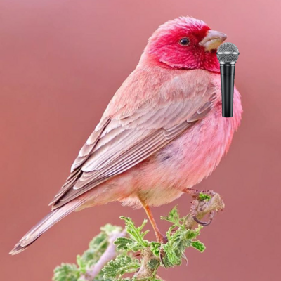 birdiepeachu