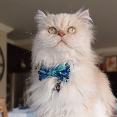 NixieG (Snowcheetah42)