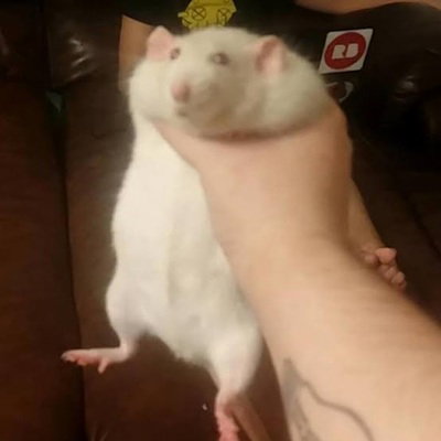 guy named olaf