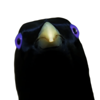 IrohTheChicken