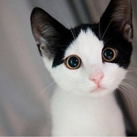 KikkiKun