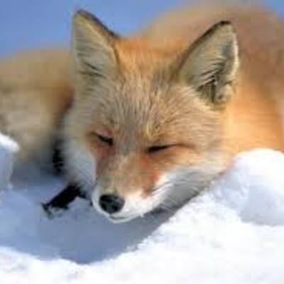 LilFoxie