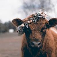 Cowsinthefield2